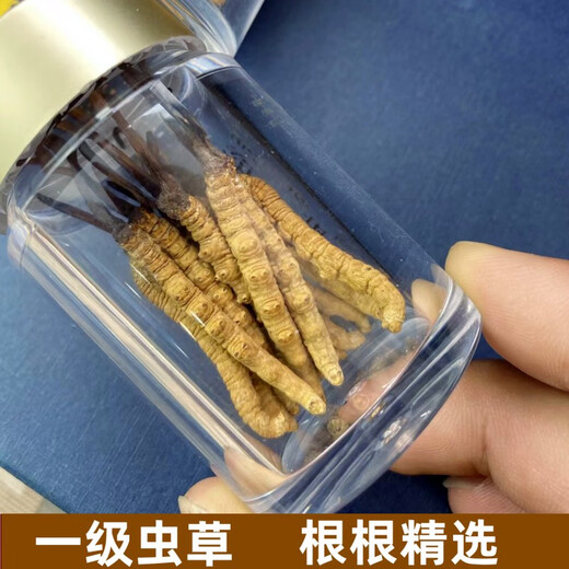 
Xina Tibet Cordyceps dried goods Cordyceps gift box with high altitude snow mountain Cordyceps selected Cordyceps gift gifts. Tibet Nago Cordyceps 3 roots 1 gram 30 pieces in total