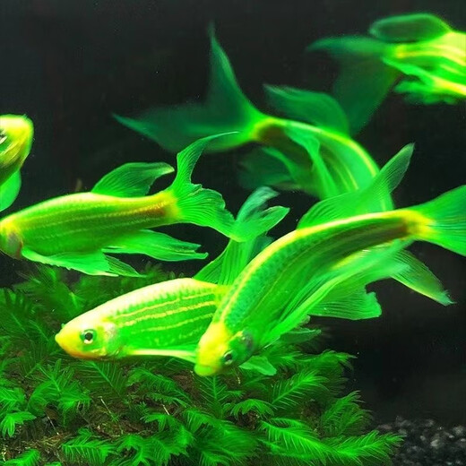 长尾蝶翼斑马鱼观赏鱼新手好养天使大勾红绿冷水活体鱼小型灯科鱼 长尾蝶翼斑马鱼2.5-3厘米11条