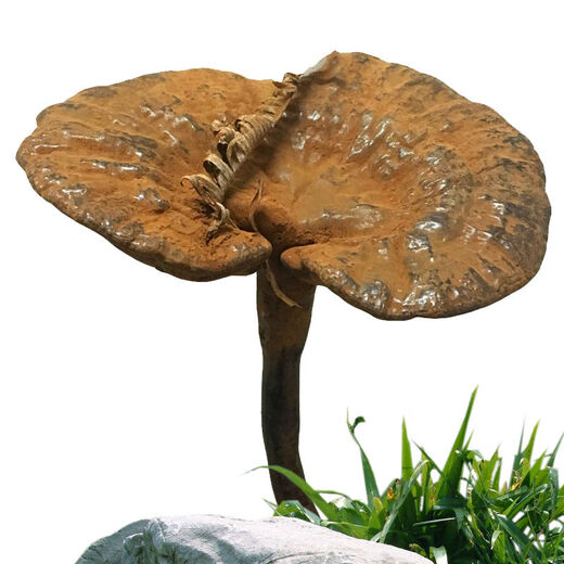 胖东来同款野生灵芝纯天然紫灵芝野L生深山天然不苦整枝带孢子粉 500··克灵芝帮切片【3-4个】