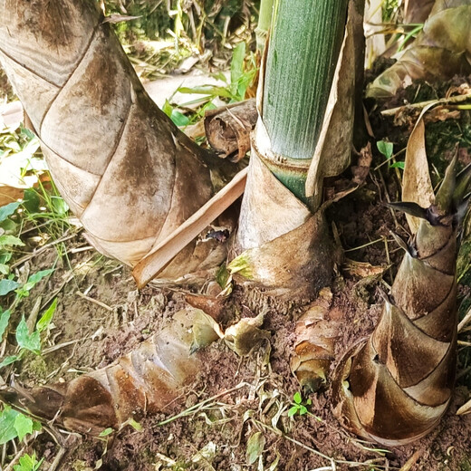 Bamboo seedlings, fruit, bamboo shoots, Yunnan Bori's sweet dragon bamboo shoots, bamboo shoots that can be eaten raw when they are planted, five sweet bamboo seedlings
