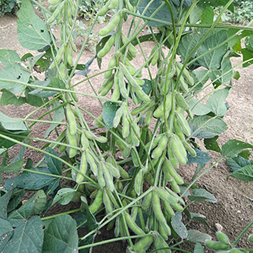 Seedlings full of edamame seedlings, early mature seedlings, green bean seedlings, soybean seedlings, soybean seedlings, green edamame seedlings, 20 edamame seedlings (3-4 planted together in one hole)