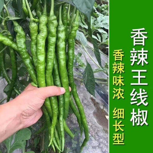 This year's new spicy long-line pepper seeds Erjingtiao 8819 line pepper seeds are planted in spring and autumn. About 400 carefully selected seeds 8819 line pepper seeds