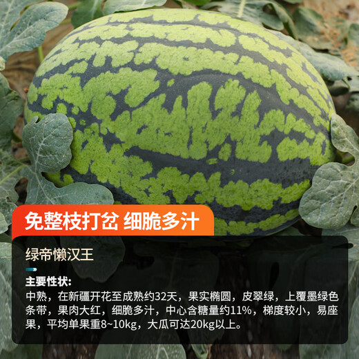 Farmer's Son Lazy Man King Watermelon Seeds Resistant to Heavy Cropping Lazy Man Super Early Seedlings Green Emperor Lazy Man King Watermelon Seeds 150 capsules