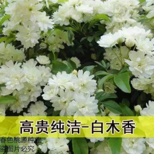 Woody flower seeds Qilixiang flower yellow woody white woody strong fragrance climbing plant balcony red woody climbing flower red woody flower seeds MX5698 new species two packs about 200 capsules