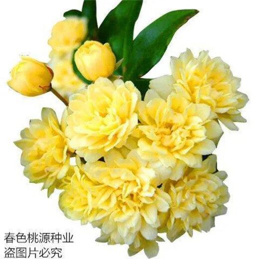 Woody flower seeds Qilixiang flower yellow woody white woody strong fragrance climbing plant balcony red woody climbing flower red woody flower seeds MX5698 new species two packs about 200 capsules