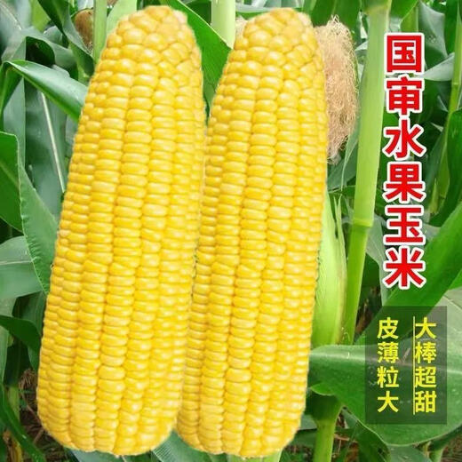 Super sweet fruit corn seeds, big sticks, early maturing, sweet and glutinous, can be eaten raw in the field all year round. Can be eaten raw. Super sweet fruit corn seeds, artificially selected new species, about 51 seeds (1 pack+)