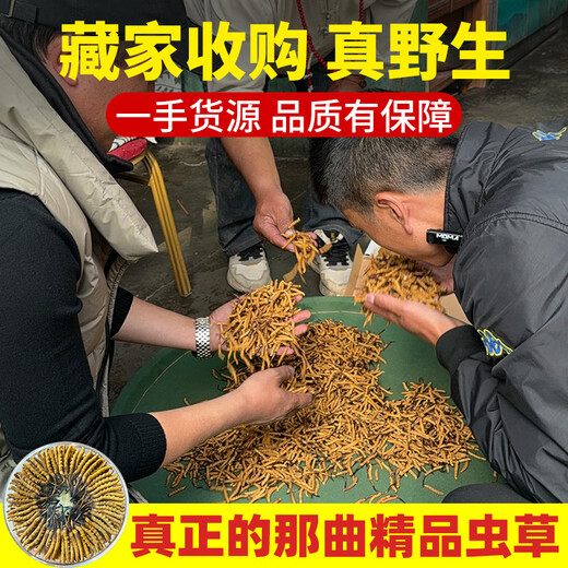 东仔【西藏那曲】野生冬虫夏草高海拔野生虫草断草滋补品礼盒送长辈 【西藏那曲野生】小号断草-自用滋补 5克（礼盒装）