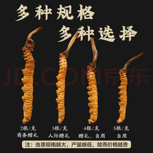 Cordyceps sinensis en las áreas tibetanas, el primer rastrojo de nieve en la primera etapa de los nuevos Cordyceps secos en las áreas tibetanas, varias especificaciones de cajas de regalo de alta calidad para regalos. 0,4 gramos de cordyceps en áreas tibetanas, con un total de 100 piezas de cordyceps en áreas tibetanas