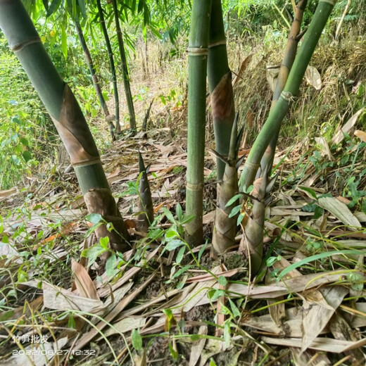 Bamboo seedlings, fruit, bamboo shoots, Yunnan Bori's sweet dragon bamboo shoots, bamboo shoots that can be eaten raw when they are planted, five sweet bamboo seedlings