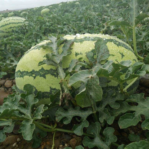 Xiangbin watermelon seeds, Ningxia selenium sand mountain stone melons, sown in all seasons, high yield, thin skin, medium ripe, super sweet, large fruit seeds, Desert No. 1 watermelon seeds 100 original x 10 packs