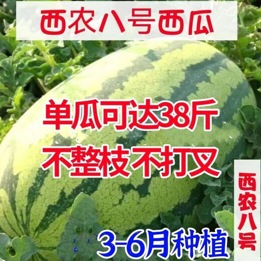 Xinong No. 8 Watermelon Seeds Extra Large Stable Yield Lazy Man Giant Watermelon Seeds Extra Sweet Fruit in Spring and Summer Four Seasons Xinong No. 8 Watermelon Seeds Planted from March to June Select Good Seeds Buds Germinate New Seeds Approximately 250
