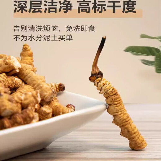 Cordyceps sinensis gebrochenes Gras authentisch Cordyceps Tibetanische Fläche hochgelegtes Gras Frisch getrocknetes Cordyceps großes gebrochenes Gras 1 Gramm Broken Cordyceps [Authentische tibetische Fläche mittelgroße Höhe]