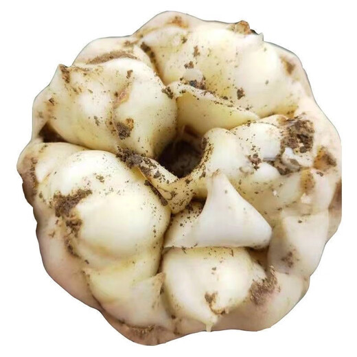 1052 pieces in 30 days Lily seeds Dragon bud Lily Dragon West lily seeds Dragon tooth lily seeds About 1 cm in size 200 seeds Black seeds