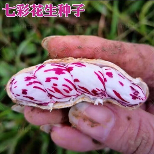 Candied Fruit Peanut Seeds Colorful Peanut Seeds Shelled Fresh Peanut Seeds Colorful Peanut Seeds Candied Fruit Peanut Seeds 1Jin Jin is equal to 0.5kg Selected Shelled