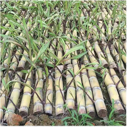 Mu Chun'ao sugarcane seeds, Guangxi black-skinned seeds, yellow-skinned high-yielding sections, 3 to 7 buds, crispy sweet green-skinned saplings, 100 black-skinned sugarcane sections (3-6 per section, less than 15cm