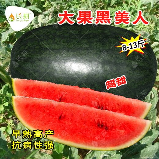 Long-cultivation, early-maturing Golden Beauty Watermelon Seeds, Southern Spring Four Seasons, Yellow-skinned, Red-Fleshed Watermelon Seeds, Balcony Potted Fruit Seeds, Large Fruit Black Beauty Watermelon 300 capsules/Hybrid Large Fruit