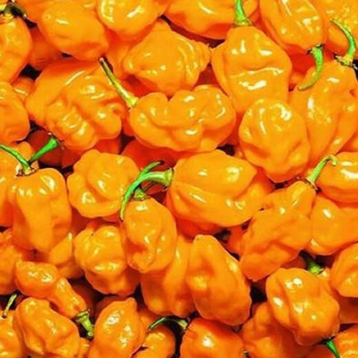 Hainan yellow lantern seeds Chaotian pepper peppers are very spicy, very spicy, special potted plants of death, yellow lanterns, yellow devil peppers, 98% germination rate, lazy people must plant them, 1 pack 198