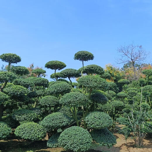 Petite feuille personnalisée Petite feuille Vegetarian Styling Treamscape Trewscape Tree Multi-Head Little Vegetarin Style Garden Villa Four Seasons Sélection des plantes vertes à feuilles persistantes 1098 Une chose un coup sans pot inclus