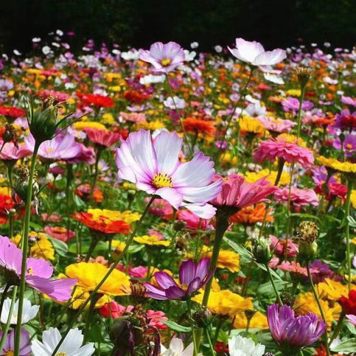 野花组合花种子除虫菊花种籽子四季播种开花格桑花花籽太阳花阳台 野花组合花种子【88种组合】五颜 四包新籽籽【3889粒粒】多种组合