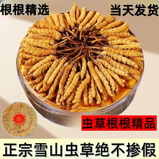 
Xina Tibet Cordyceps dried goods Cordyceps gift box with high altitude snow mountain Cordyceps selected Cordyceps gift gifts. Tibet Nago Cordyceps 3 roots 1 gram 30 pieces in total