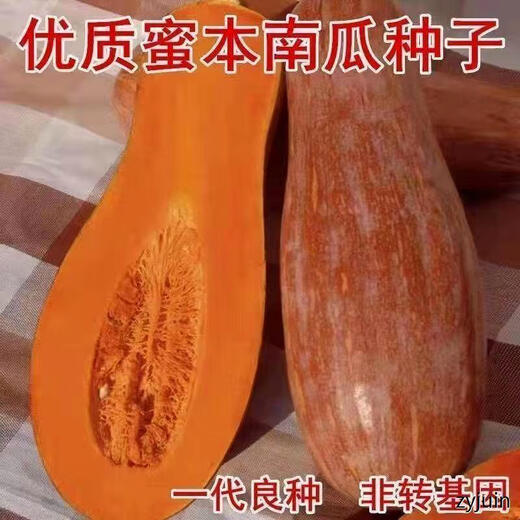 Miben Sweet and Glutinous Pumpkin Seeds, Four Seasons Old Pumpkin, Dense Pumpkin Varieties, Miben Pumpkin Seeds, 3 packs, about 90 capsules