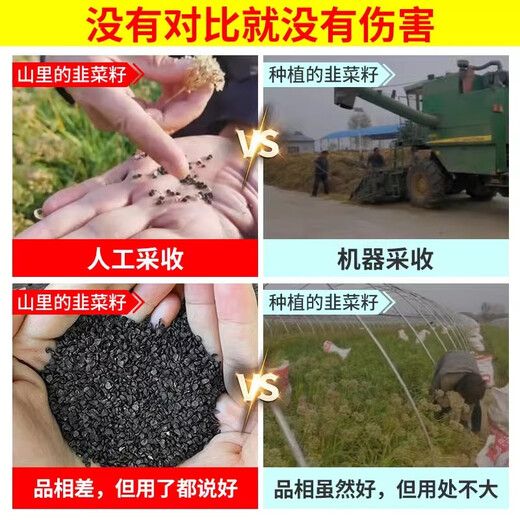 Lianghetang Materiales medicinales chinos salvajes Semillas de cebollina para té de riñón para hombres, vino genuino, tonic y frito, semillas de cebollina comestibles semillas de cebo salvaje de alta calidad 250G