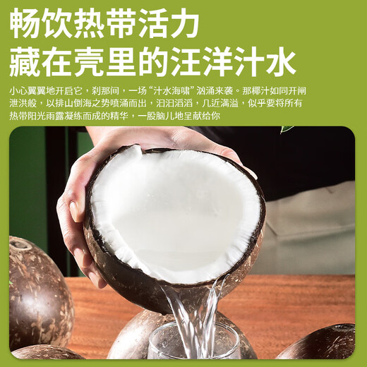 Youweiji Coconut JD Direct Delivery Milky Black Coconut Royal Fruit Stew for Pregnant Women Old Coconut Amniotic Water 1 Capsule (Small Trial Pack) Shangchao A+ Grade Large Fruit 800g+
