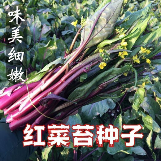 红菜苔种子】正宗红菜心紫红超长油菜苔籽四季种蔬菜种子 红菜苔种子 优选良种4包约800粒