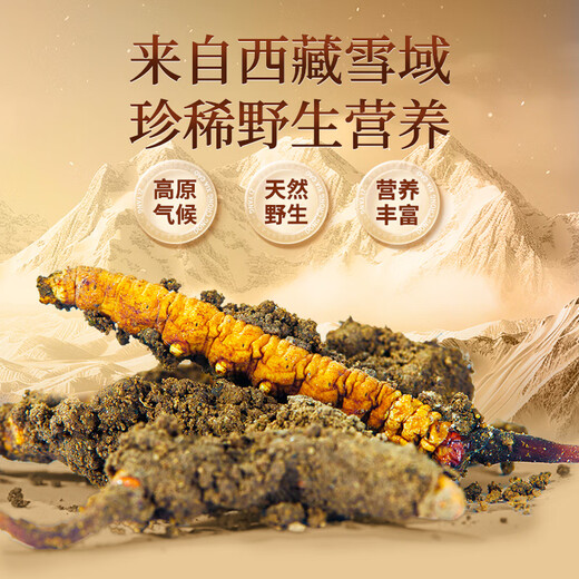 
Tongrentang brand Tibet Wild Cordyceps sinensis about 5 roots/g10g about 50 roots tonic gifts for Father's Day gifts