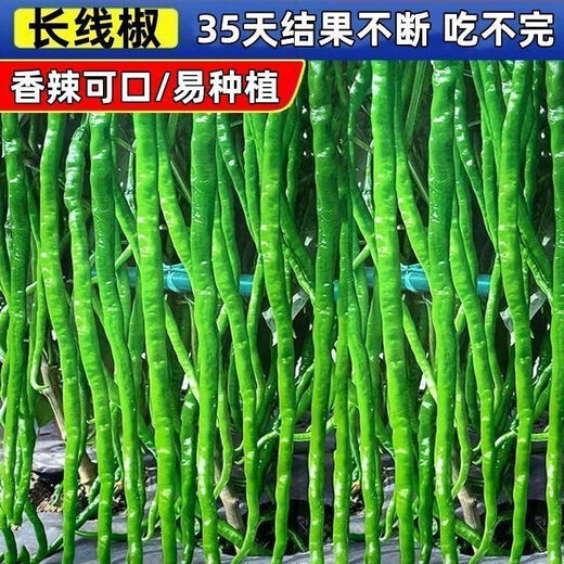 This year's new spicy long-line pepper seeds Erjingtiao 8819 line pepper seeds are planted in spring and autumn. About 400 carefully selected seeds 8819 line pepper seeds