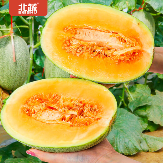 Beishu Melon Seeds Emerald Rock Sugar Seeds Croissant Honey White Sand Honey Spring Cantaloupe Seeds Beishu Liucui Hami Melon Seeds 100 capsules