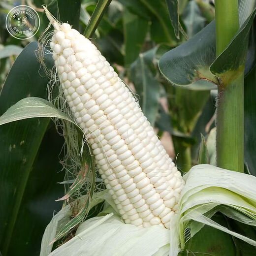 Zhengbai Tiannuo No. 5 corn seeds from the genuine Yingbai sweet glutinous corn seeds from north to south 1 bag Zheng Bai Tiannuo No. 5