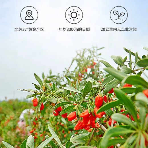 Ausgewählte Ningxia Special Red Wolfberry ohne geräucherte Schwefel und ohne Färben und ohne Wäsche und nahrhafte Gesundheit rotes Wolfbeertee-Tee in Konserven, Nichtraucher Schwefel Speziales hochgradiges Ningxia Red Wolfberry [250 Gramm]