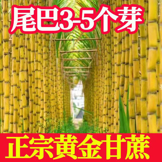 Mu Chun'ao sugarcane seeds, Guangxi black-skinned seeds, yellow-skinned high-yielding sections, 3 to 7 buds, crispy sweet green-skinned saplings, 100 black-skinned sugarcane sections (3-6 per section, less than 15cm