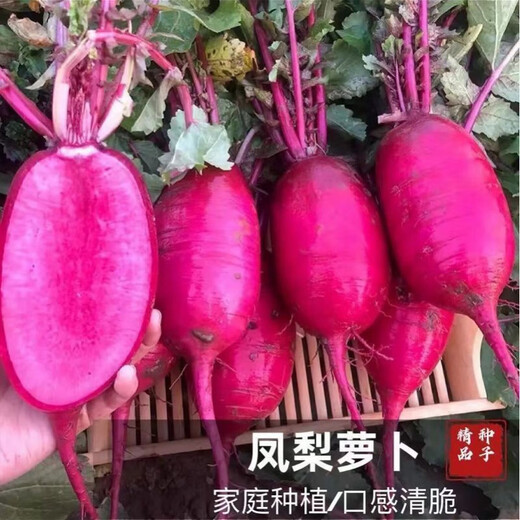 3341 pieces in 30 days, raw pineapple fruit radish seeds, purple beauty radish, rouge radish seeds, summer four, premium original, 300 capsules, three packs, fruit-type pineapple radish seeds (new this year)
