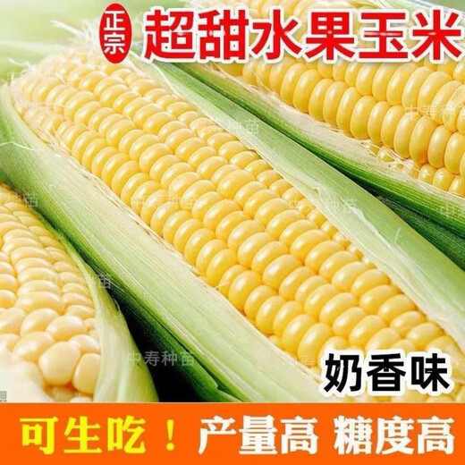 Super sweet fruit corn seeds, big sticks, early maturing, sweet and glutinous, can be eaten raw in the field all year round. Can be eaten raw. Super sweet fruit corn seeds, artificially selected new species, about 51 seeds (1 pack+)