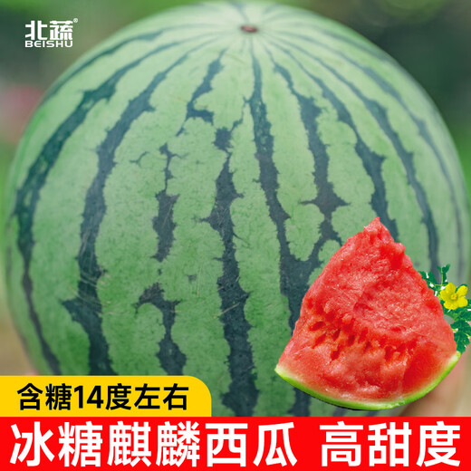 Northern Vegetable Kirin Watermelon Seed New Varieties Lazy Man Southern Meidu Watermelon Seed Rock Sugar Kirin Melon Seed 50 capsules