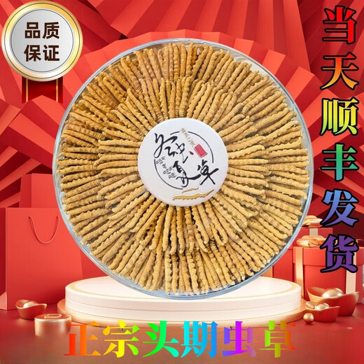 Auténtica área de montaña de nieve, yena l qu gran altitud montaña de nieve cordyceps sinensis hierba entera cordyceps sinensis roto cordyceps sinensis 1 0.33 gramos