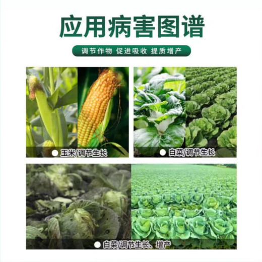 Guoguang Youlehong 8% Aminobutanol Coloring Increases Root Production, Promotes Cell Division, Preserves Flowers and Fruits Growth Regulator 200ml (1 bottle)
