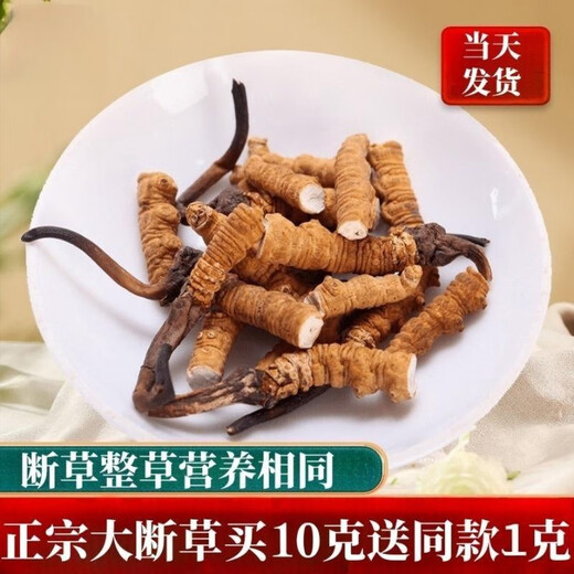 Authentic Tibetan Qu Cordyceps Cordyceps Cordyceps Broken Grass 10g for 1g for self-use home-pack Super broken grass dry goods for self-eating. 10g for large broken grass in Tibetan areas.