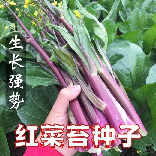红菜苔种子】正宗红菜心紫红超长油菜苔籽四季种蔬菜种子 红菜苔种子 优选良种4包约800粒