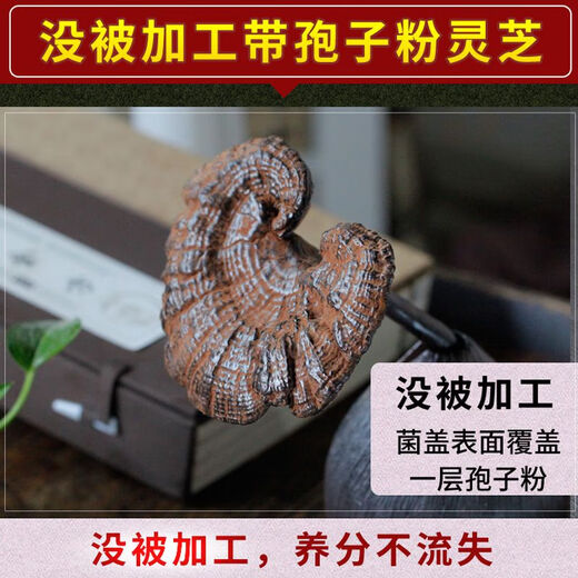 胖东来同款野生灵芝纯天然紫灵芝野L生深山天然不苦整枝带孢子粉 500··克灵芝帮切片【3-4个】