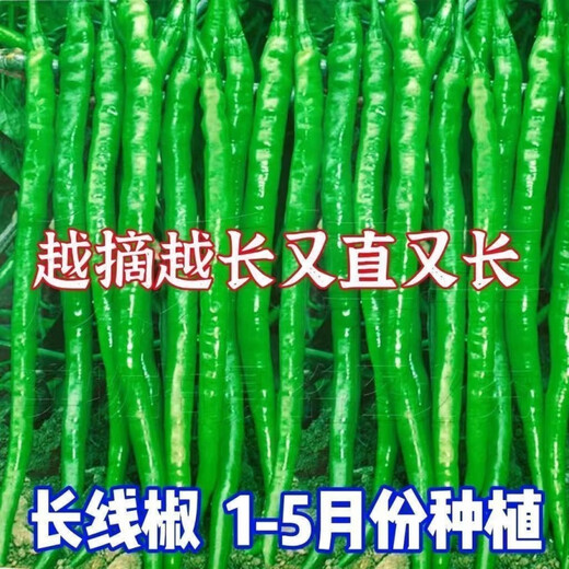 This year's new spicy long-line pepper seeds Erjingtiao 8819 line pepper seeds are planted in spring and autumn. About 400 carefully selected seeds 8819 line pepper seeds