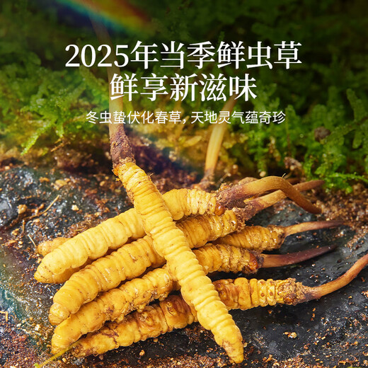 同仁堂（TRT）品牌 新鲜虫草0.81-1.0克/条50条装 鲜虫草青海源头直发包邮