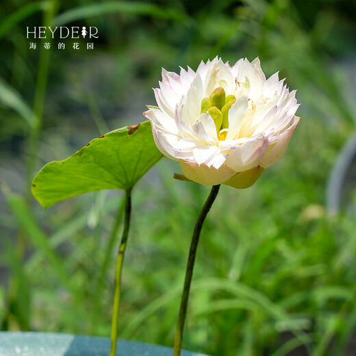 Mikrobrüche Lotuspflanzen Hydroponische Pflanzen Lotus kleine Lotus-Sämlinge Wurzeln und Stängel Lotus Schnecken Gartenblumen Nude Lotus Zhongfu [Mini] 8-15 cm