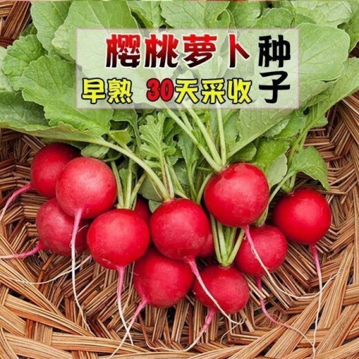 Collected by 20,000 people Four seasons cherry radish and fruit radish, eaten raw, red-skinned, white-fleshed radish, crispy, sweet and juicy Four seasons cherry radish and fruit radish (newly planted this year) Selected 1 pack (about 300 pieces)