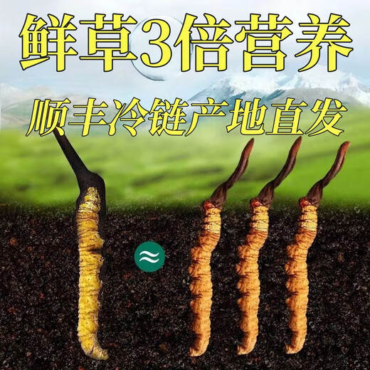 新鲜冬虫夏草头茬鲜草正品大号2025头期鲜草顺丰冷链产地直发 西藏鲜虫草每条0.6-0.7克30条装