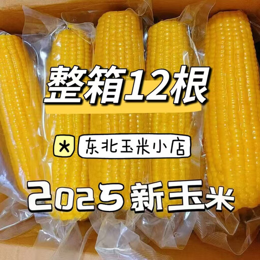 Box of 12 authentic Northeast yellow waxy corn vacuum packed sweet and sticky fresh non-GMO meal replacement