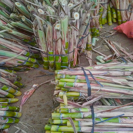 The new hand-peeled thin-skinned green-skinned sugarcane seedlings golden sugarcane seedlings are harvested that year, and the sugarcane seeds are less than 0.3cm. The golden sugarcane seeds are 10 buds, virus-free and high-yielding.