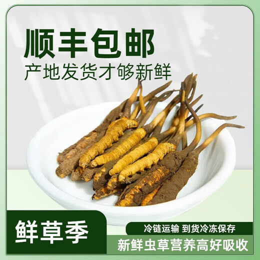 Fresh Cordyceps sinensis 2025 head period fresh grass authentic fresh harvest Cordyceps sinensis fresh grass SF Express cold chain shipment Tibetan fresh cordyceps sinensis 0.8g/root 20 roots